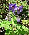 Solanum wallacei