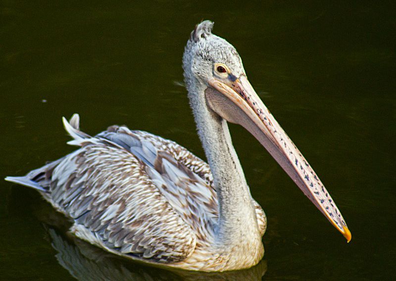 File:Spot-billed Pelican.jpg