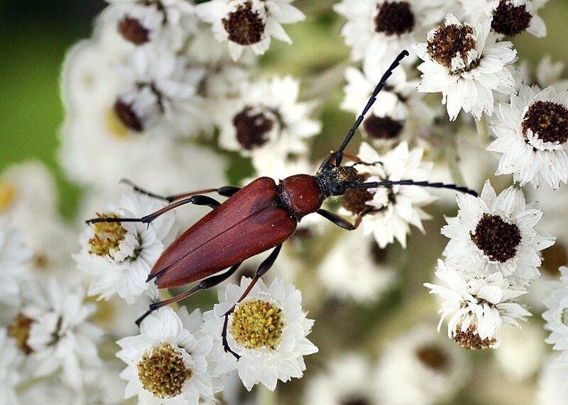 File:Stictoleptura dichroa.jpg