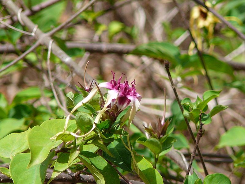 File:Strophanthus sarmentosus 0002.jpg