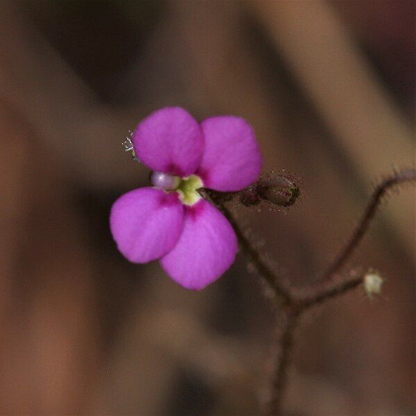 File:Stylidium austrocapense.jpg