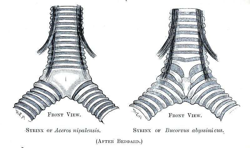 File:Syrinx Bucerotidae.jpg