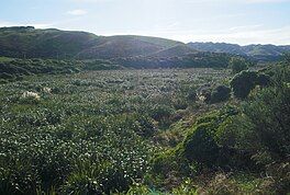 Taupō Swamp