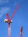 Two tower cranes