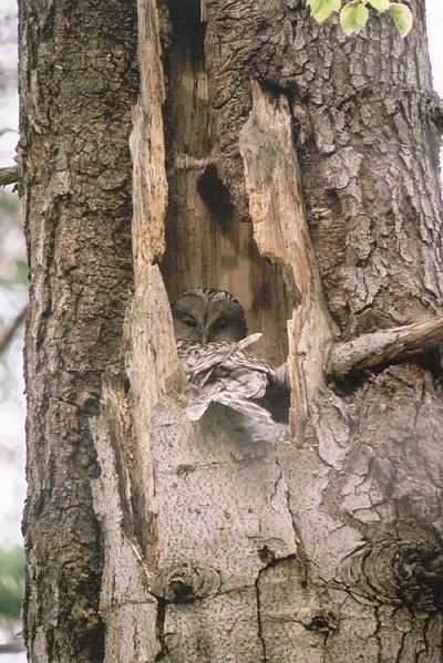 File:Uralka nest2.jpg