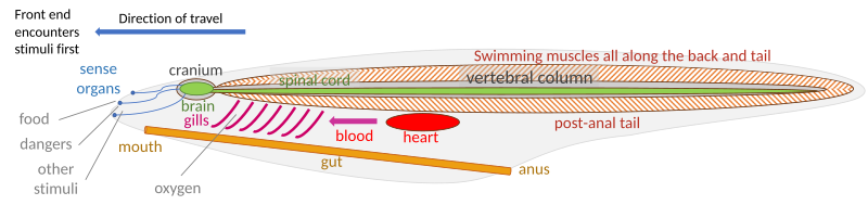 File:Vertebrate body plan.svg