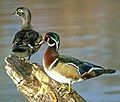 Wood Duck, Aix sponsa