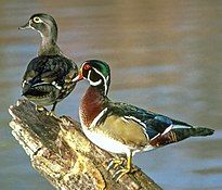 Wood ducks