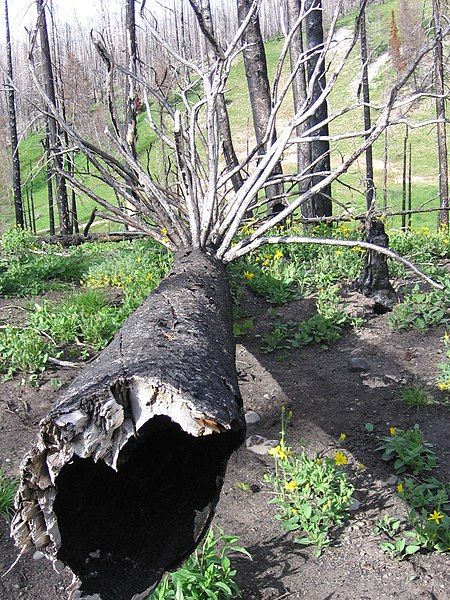 File:YNR charred tree.jpg