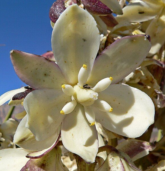 File:Yucca schidigera 8.jpg