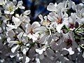 Yoshino Sakura Flower Blossoms