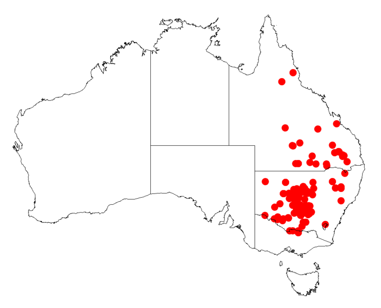 File:Acacia homalophyllaDistMap440.png