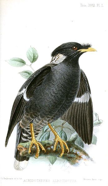 File:AcridotheresAlbocinctusKeulemans.jpg