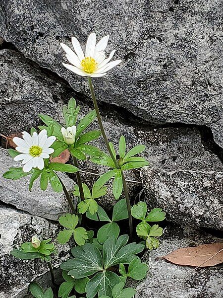 File:Anemone edwardsiana.jpg