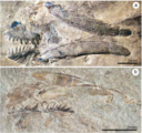 Preserved articulated association of conodont elements belonging to the species Archeognathus primus (Ordovician, North America)