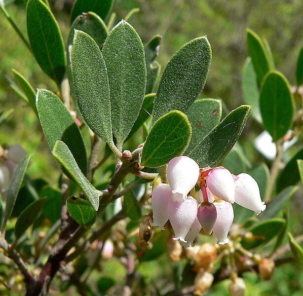 File:Arctostaphylos franciscana 3.jpg