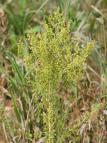 File:Artemisia annua.jpeg