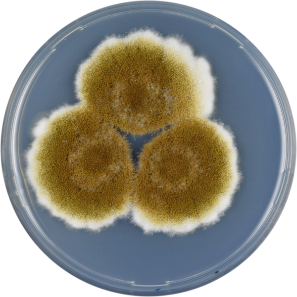 File:Aspergillus tamarii cya.PNG