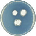 Aspergillus undulatus growing on CYA plate