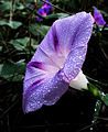 Light Blue Ipomoea purpurea