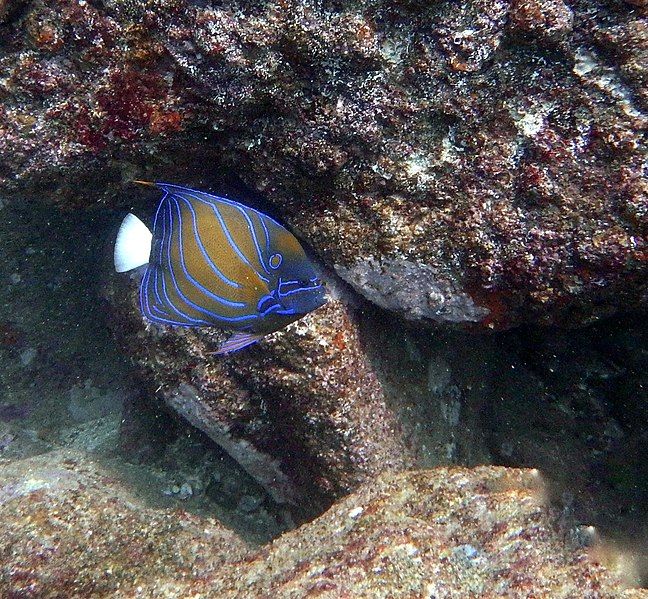 File:Bluering Angelfish.jpg