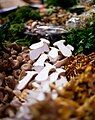 Mushrooms for sale on a stall at Borough Market in London, England