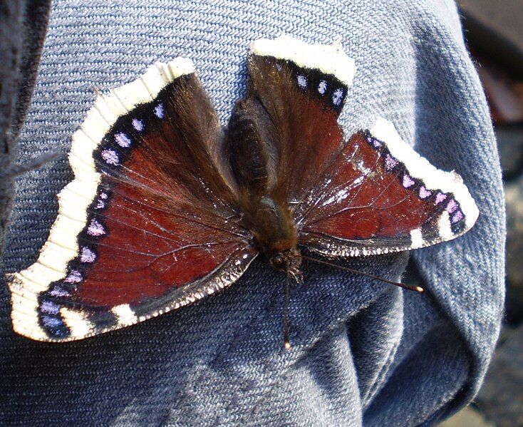 File:Broken Camberwell beauty.jpg