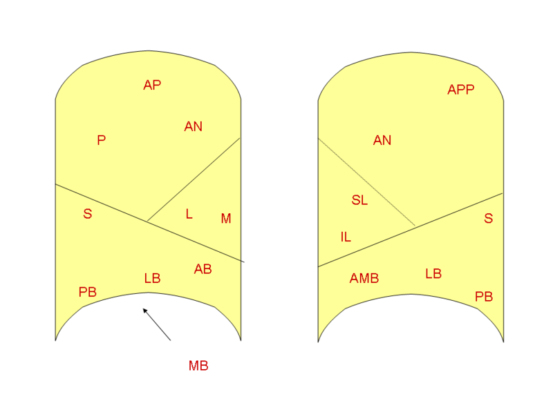 File:Bronchopulmonary segments.png