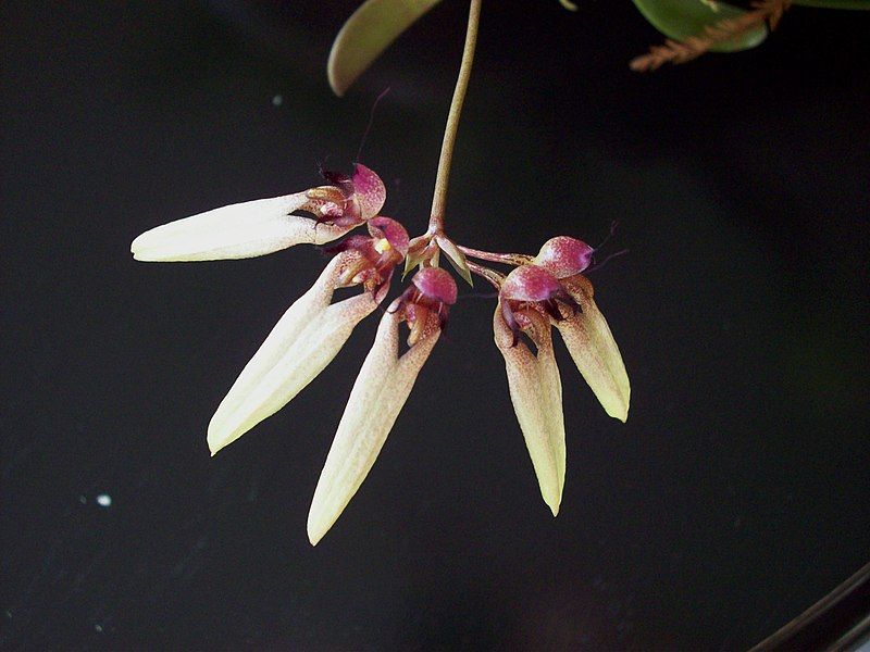 File:Bulbophyllum longiflorum.jpg