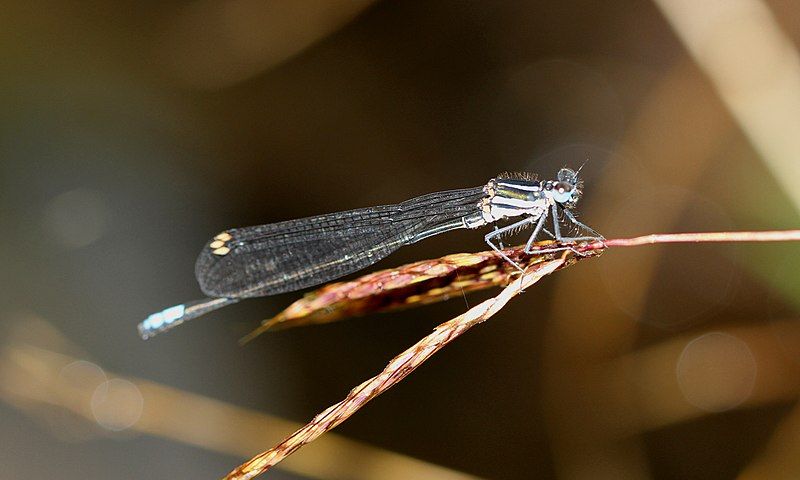 File:Caconeura gomphoides.jpg