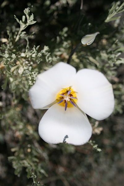 File:Calochortus panamintensis.jpg