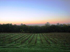 Vineyards