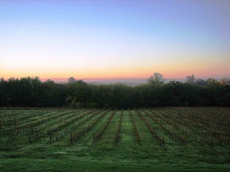 File:Castelnau-d'Auzan-Vigne.jpg