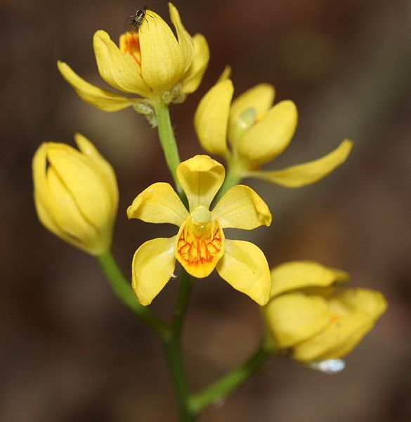 File:Cephalanthera falcata (flowers).JPG