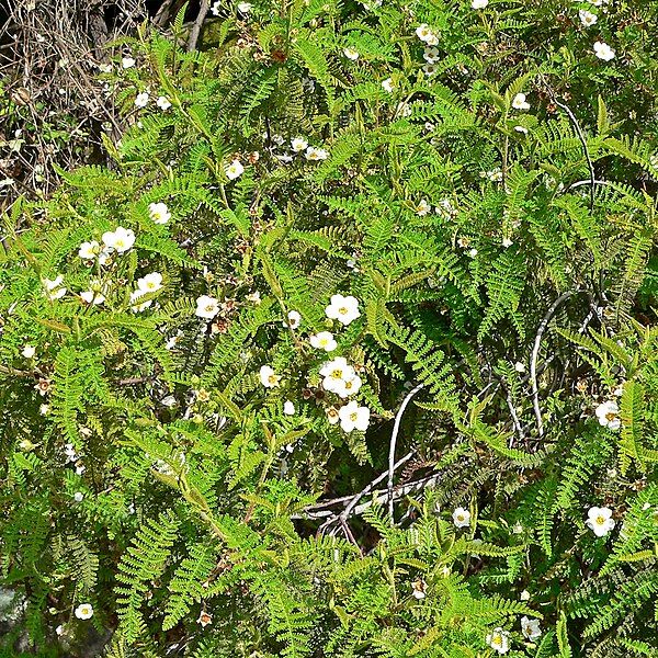 File:Chamaebatia australis 4.jpg