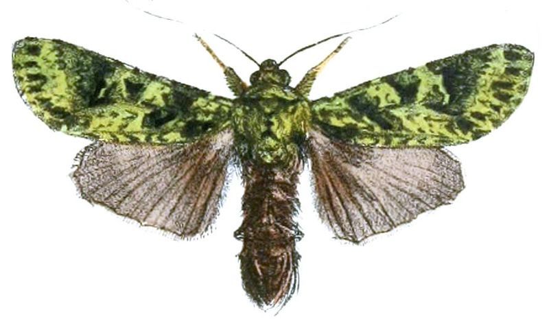 File:Checupa fortissima.JPG