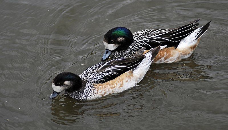 File:Chiloe wigeon.jpg