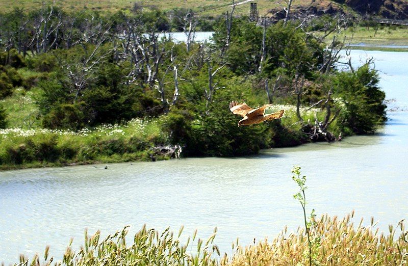 File:Chimango Caracara Stevage.jpg