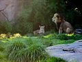 Lions in an exhibit