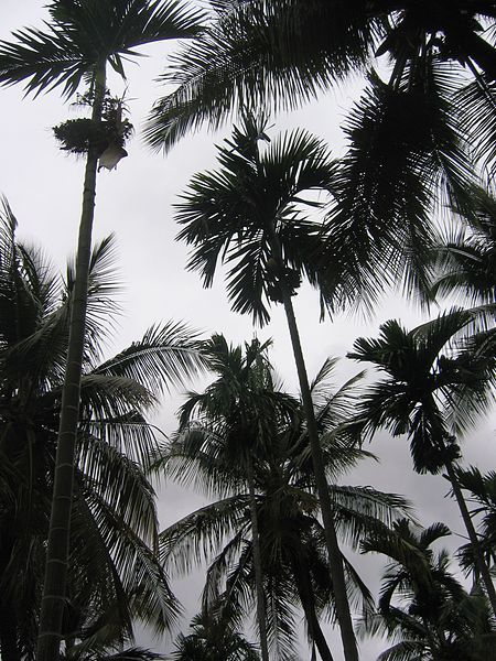 File:Coconut Plantation.jpg