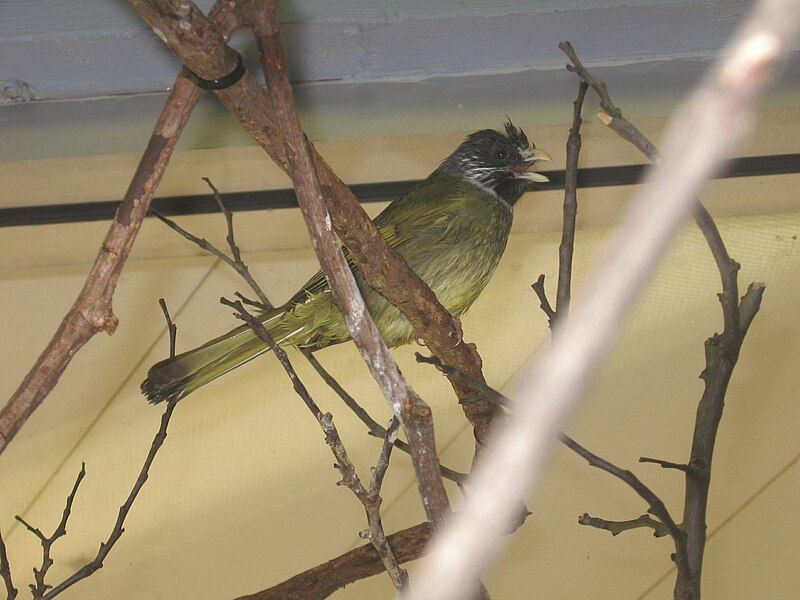 File:CollaredFinchbill.JPG