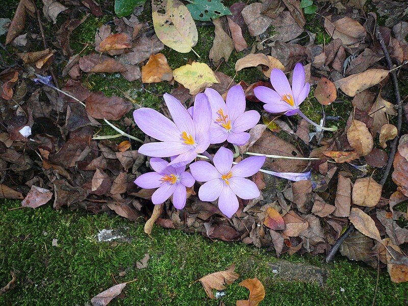 File:Crocus nudiflorus02.jpg