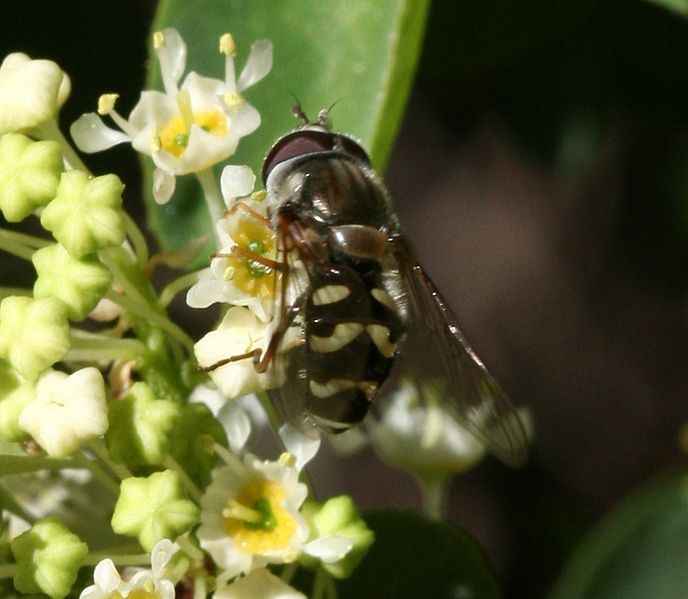 File:Dasysyrphus creper (male).jpg