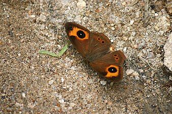 Dorsal view