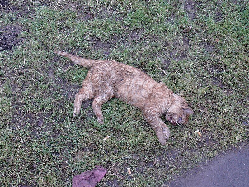 File:Dead cat.jpg