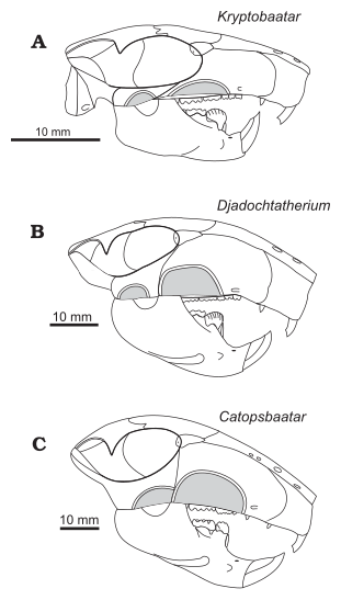 File:Djadochtatheriidae.svg