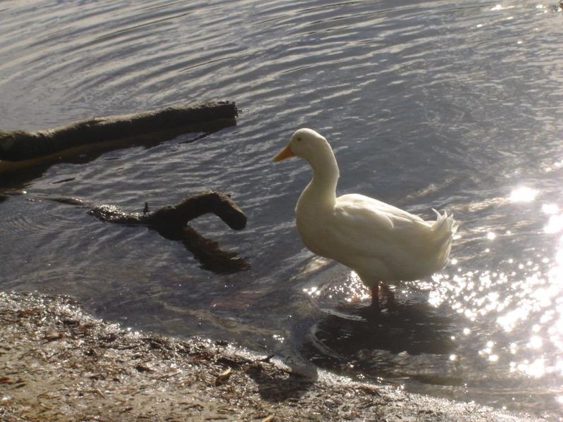 File:Duckatnarrabeenlake.JPG