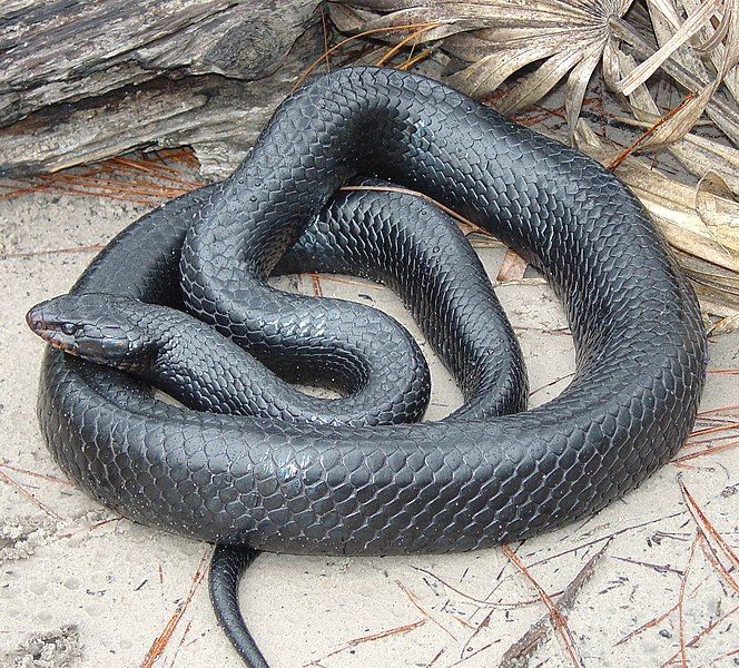 File:Eastern Indigo Snake.jpg