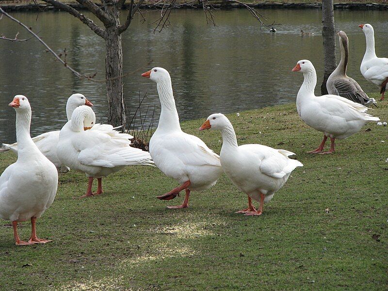 File:Emden Flock.jpg