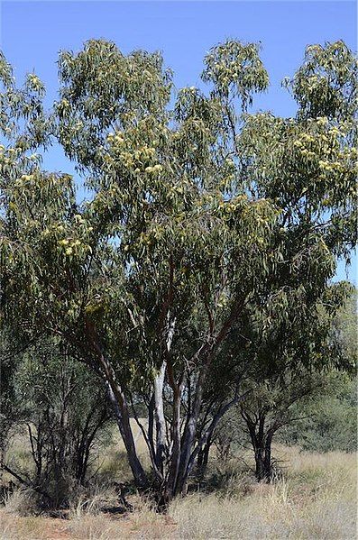 File:Eucalyptus ochrophloia habit.jpg